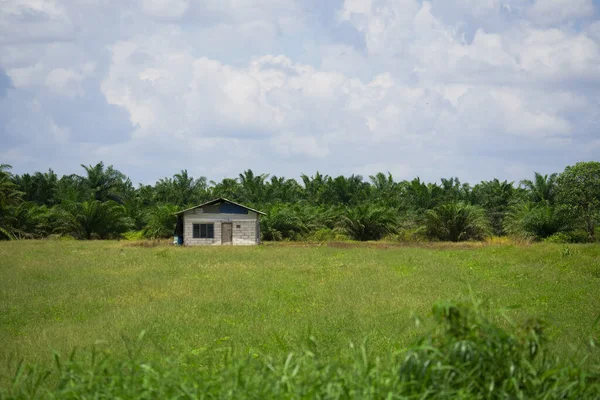 森の中の芝生の上の小さな家 緑の野の孤独な家 ヤシの木に囲まれた放棄されたコテージ 小さなキャビンとヤシのフィールドの田園風景 — ストック写真
