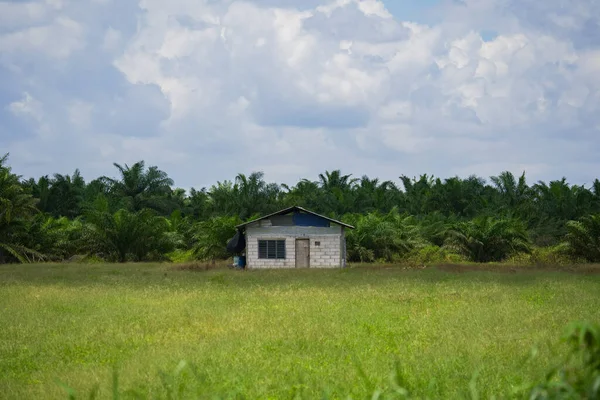 Small tiny house on the lawn in the forest. Lonely house in a green field. An abandoned cottage surrounded by palm trees. Rural view of small cabin and palm field