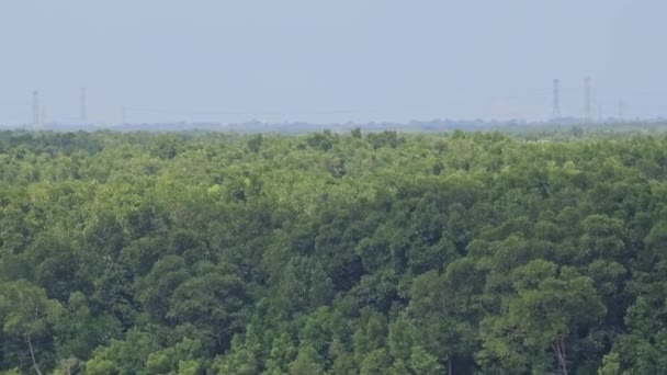 Спалах Від Річки Мангрових Лісів Річкова Панорама Блакитним Небом Білими — стокове відео