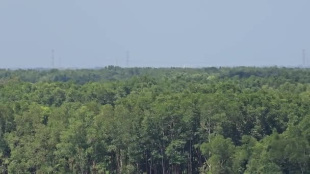 Nehir Mangrov Ormanlarını Tarıyoruz Mavi Gökyüzü Beyaz Bulutlu Nehir Manzarası — Stok video