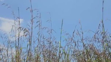 Güzel bahar uzun otlar rüzgarı dışarı savurarak sallanıyor. Altın sazlıklar, otlar, kuru sazlıklar, otlar. Mavi gökyüzüne karşı söğüt tarlaları