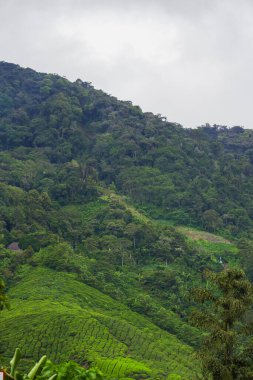 Cameron Highlands, Malezya 'daki çay tarlası manzarası. Yeşil çay bahçesi sıradağları. Ekolojik çay bahçesi. Assam çay bahçesi. Hasattan önce çay. Çay tarlası terası ve dokusu
