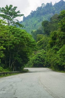 Baharda sisli ormanda yol. Güzel dağ kıvrımlı yol, sisli yeşil yapraklı ağaçlar ve bulutlu gökyüzü. Yazın ormanda boş asfalt yolu olan bir manzara. Seyahat