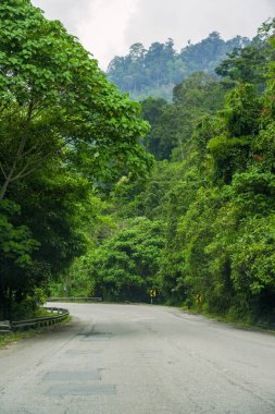Baharda sisli ormanda yol. Güzel dağ kıvrımlı yol, sisli yeşil yapraklı ağaçlar ve bulutlu gökyüzü. Yazın ormanda boş asfalt yolu olan bir manzara. Seyahat
