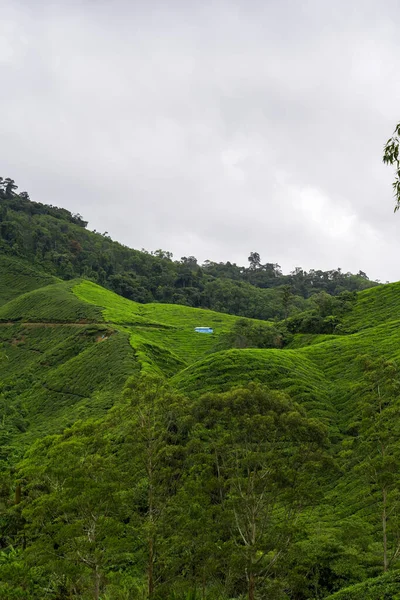 マレーシアのキャメロン高地の茶畑風景 緑茶の庭の山の範囲 生態茶園 アサムティーガーデン 収穫前のお茶 茶畑のテラスと質感 — ストック写真