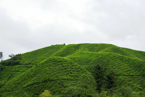 Teplantagelandskap Cameron Highlands Malaysia Grönt Trädgård Bergskedja Ekologisk Teträdgård Assam — Stockfoto