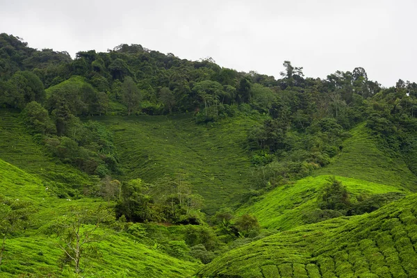 Ландшафт Чайной Плантации Высокогорье Кэмерон Малайзия Зеленый Чай Сад Горный — стоковое фото
