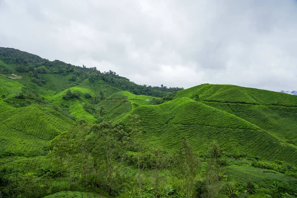 Krajobraz Plantacji Herbaty Cameron Highlands Malezja Zielona Herbata Ogród Zakres — Zdjęcie stockowe