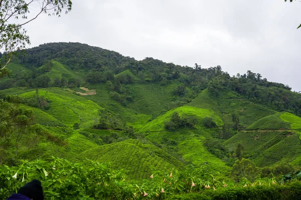 Cameron Highlands Malezya Daki Çay Tarlası Manzarası Yeşil Çay Bahçesi — Stok fotoğraf