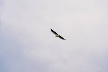 Görkemli Beyaz Göbekli Deniz Kartalı yükseliyor. Beyaz karınlı balık kartalı, beyaz göğüslü deniz kartalı mavi gökyüzünde uçuyor. Yırtıcı kuş kanatlarını açıp aşağıdan fotoğraflandı.
