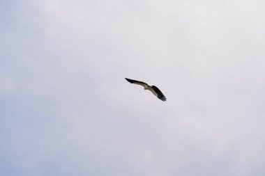 Görkemli Beyaz Göbekli Deniz Kartalı yükseliyor. Beyaz karınlı balık kartalı, beyaz göğüslü deniz kartalı mavi gökyüzünde uçuyor. Yırtıcı kuş kanatlarını açıp aşağıdan fotoğraflandı.