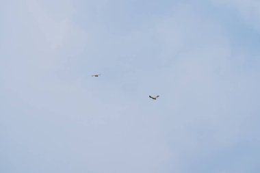 Görkemli Beyaz Göbekli Deniz Kartalı yükseliyor. Beyaz karınlı balık kartalı, beyaz göğüslü deniz kartalı mavi gökyüzünde uçuyor. Yırtıcı kuş kanatlarını açıp aşağıdan fotoğraflandı.