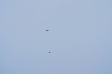 Görkemli Beyaz Göbekli Deniz Kartalı yükseliyor. Beyaz karınlı balık kartalı, beyaz göğüslü deniz kartalı mavi gökyüzünde uçuyor. Yırtıcı kuş kanatlarını açıp aşağıdan fotoğraflandı.