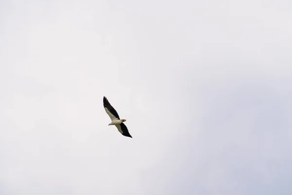 雄大な白海ワシの高騰 白い腹の魚ワシ 青い空に飛行中の白い胸の海ワシ 下から翼を広げて撮影した獲物の鳥 — ストック写真