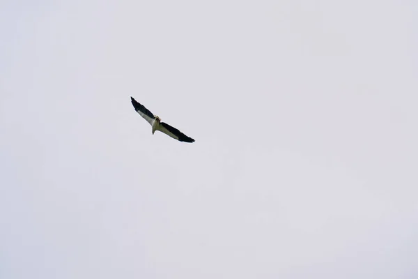 雄伟的白腹海鹰翱翔 白腹鱼鹰 白胸海鹰在蓝天上飞翔 从下面拍摄的猛禽 翅膀张开 — 图库照片