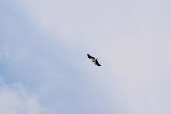 Der Majestätische Seeadler Erhebt Sich Weißbauch Fischadler Weißbrust Seeadler Flug — Stockfoto