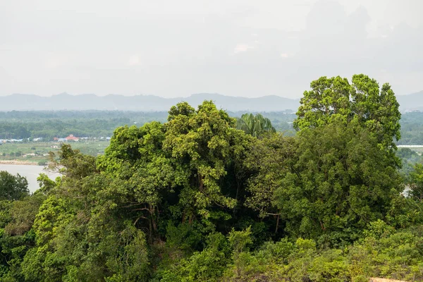 背景の高い山の上の美しい木 緑豊かな熱帯雨林と背景山 — ストック写真