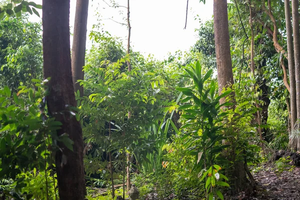 Βαθιές Τροπικές Ζούγκλες Της Νοτιοανατολικής Ασίας Ασιατικό Τροπικό Δάσος Τοπίο — Φωτογραφία Αρχείου