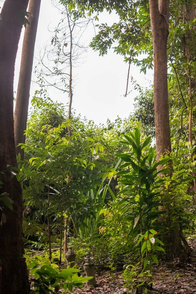 stock image Deep tropical jungles of Southeast Asia. Asian tropical rainforest landscape. Green tree lush foliage in forest