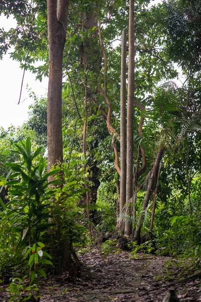 Глибокі Тропічні Джунглі Південно Східної Азії Азіатський Тропічний Ліс Зелене — стокове фото