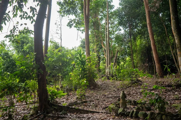 Selvas Tropicais Profundas Sudeste Asiático Paisagem Tropical Asiática Folhagem Exuberante — Fotografia de Stock