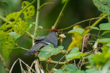 Kestane kaplamalı Laughingthrush (Garrulax mitratus) kuşu, yemyeşil arka plandaki dalda meyveyi gagasında tutar. Malezya yaban hayatı