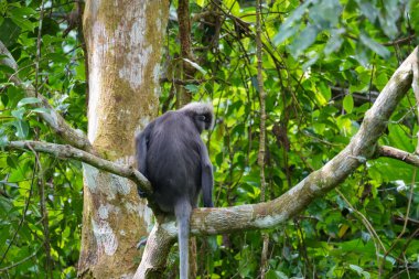 Karanlık yaprak maymunu veya gözlüklü langur (Trachypithecus obscurus) tropikal yağmur ormanlarındaki ağaçta oturur. Fraser Tepesi, Malezya. Arka plan