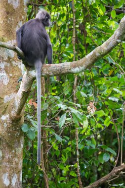 Karanlık yaprak maymunu veya gözlüklü langur (Trachypithecus obscurus) tropikal yağmur ormanlarındaki ağaçta oturur. Fraser Tepesi, Malezya. Arka plan