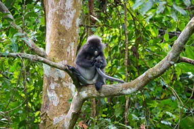 Karanlık yaprak maymunu veya gözlüklü langur (Trachypithecus obscurus) tropikal yağmur ormanlarındaki ağaçta oturur. Fraser Tepesi, Malezya. Maymun kuyruğu.