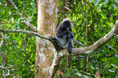 Karanlık yaprak maymunu veya gözlüklü langur (Trachypithecus obscurus) tropikal yağmur ormanlarındaki ağaçta oturur. Fraser Tepesi, Malezya. Maymun kuyruğu.