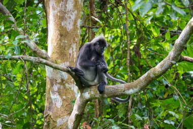 Karanlık yaprak maymunu veya gözlüklü langur (Trachypithecus obscurus) tropikal yağmur ormanlarındaki ağaçta oturur. Fraser Tepesi, Malezya. Maymun kuyruğu.