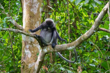 Karanlık yaprak maymunu veya gözlüklü langur (Trachypithecus obscurus) tropikal yağmur ormanlarındaki ağaçta oturur. Fraser Tepesi, Malezya