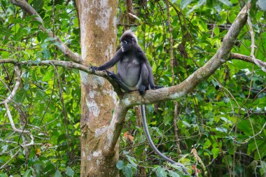 Karanlık yaprak maymunu veya gözlüklü langur (Trachypithecus obscurus) tropikal yağmur ormanlarındaki ağaçta oturur. Fraser Tepesi, Malezya