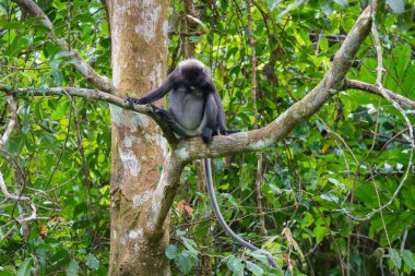 Karanlık yaprak maymunu veya gözlüklü langur (Trachypithecus obscurus) tropikal yağmur ormanlarındaki ağaçta oturur. Fraser Tepesi, Malezya
