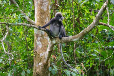 Karanlık yaprak maymunu veya gözlüklü langur (Trachypithecus obscurus) tropikal yağmur ormanlarındaki ağaçta oturur. Fraser Tepesi, Malezya