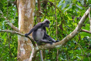 Karanlık yaprak maymunu veya gözlüklü langur (Trachypithecus obscurus) tropikal yağmur ormanlarındaki ağaçta oturur. Fraser Tepesi, Malezya