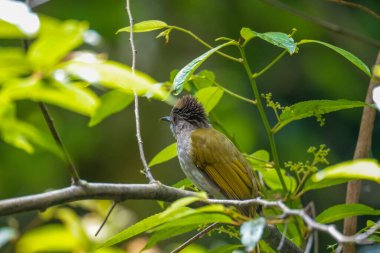Dağ Bulbul (Ixos McClellandii) doğada bir dala tünemektedir. Fraser 's Hill, Malezya' daki yeşil çalı ağacında dinlenen yeşil ang gri kuşu
