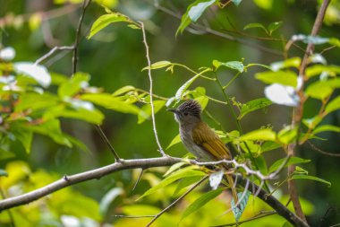 Dağ Bulbul (Ixos McClellandii) doğada bir dala tünemektedir. Fraser 's Hill, Malezya' daki yeşil çalı ağacında dinlenen yeşil ang gri kuşu