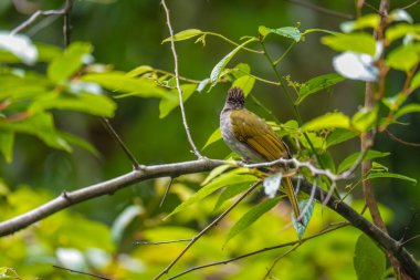 Dağ Bulbul (Ixos McClellandii) doğada bir dala tünemektedir. Fraser 's Hill, Malezya' daki yeşil çalı ağacında dinlenen yeşil ang gri kuşu