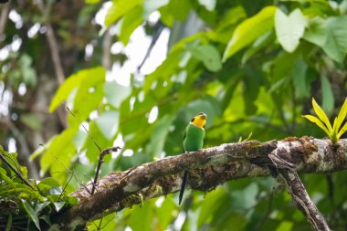 Uzun kuyruklu Broadbill (Psarisomus dalhousiae) kuşu tropikal yağmur ormanlarında dallara tünemektedir. Fraser 's Hill, Malezya' da güzel renkli bir kuş. Siyah, sarı, yeşil, mavi kuş