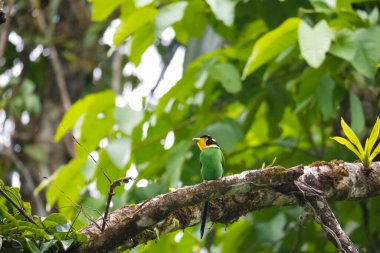 Uzun kuyruklu Broadbill (Psarisomus dalhousiae) kuşu tropikal yağmur ormanlarında dallara tünemektedir. Fraser 's Hill, Malezya' da güzel renkli bir kuş. Siyah, sarı, yeşil, mavi kuş