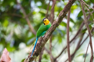 Uzun kuyruklu Broadbill (Psarisomus dalhousiae) kuşu tropikal yağmur ormanlarında dallara tünemektedir. Fraser 's Hill, Malezya' da güzel renkli bir kuş. Siyah, sarı, yeşil, mavi kuş