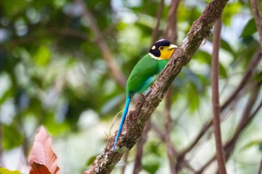 Uzun kuyruklu Broadbill (Psarisomus dalhousiae) kuşu tropikal yağmur ormanlarında dallara tünemektedir. Fraser 's Hill, Malezya' da güzel renkli bir kuş. Siyah, sarı, yeşil, mavi kuş