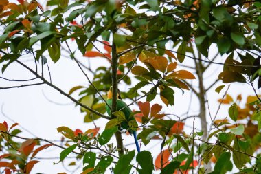 Uzun kuyruklu Broadbill (Psarisomus dalhousiae) kuşu tropikal yağmur ormanlarında dallara tünemektedir. Fraser 's Hill, Malezya' da güzel renkli bir kuş. Siyah, sarı, yeşil, mavi kuş