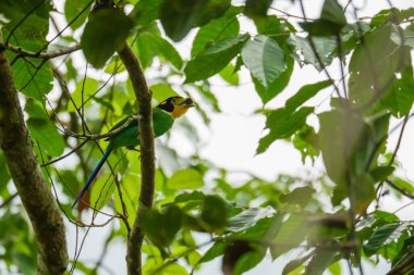 Uzun kuyruklu Broadbill (Psarisomus dalhousiae) kuşu, tropikal yağmur ormanlarında dallara tünemiş gagalı bir böcektir. Fraser Tepesi, Malezya 'da kuş avlayan böcekler