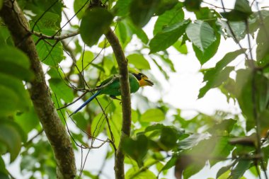 Uzun kuyruklu Broadbill (Psarisomus dalhousiae) kuşu, tropikal yağmur ormanlarında dallara tünemiş gagalı bir böcektir. Fraser Tepesi, Malezya 'da kuş avlayan böcekler