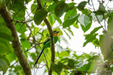 Uzun kuyruklu Broadbill (Psarisomus dalhousiae) kuşu, tropikal yağmur ormanlarında dallara tünemiş gagalı bir böcektir. Fraser Tepesi, Malezya 'da kuş avlayan böcekler