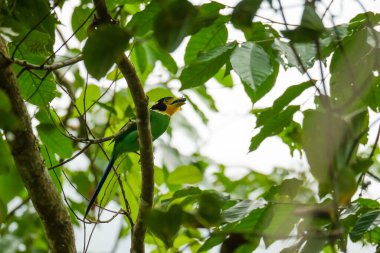 Uzun kuyruklu Broadbill (Psarisomus dalhousiae) kuşu, tropikal yağmur ormanlarında dallara tünemiş gagalı bir böcektir. Fraser Tepesi, Malezya 'da kuş avlayan böcekler