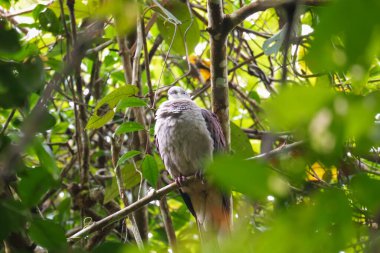 Malezya 'daki Fraser Tepesi Ulusal Parkı' nda Dağ İmparatorluğu Güvercini (Ducula badia). Yağmur ormanlarında dallanmış ağaçlara tünemiş dev güvercin kuşu.