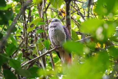 Malezya 'daki Fraser Tepesi Ulusal Parkı' nda Dağ İmparatorluğu Güvercini (Ducula badia). Yağmur ormanlarında dallanmış ağaçlara tünemiş dev güvercin kuşu.